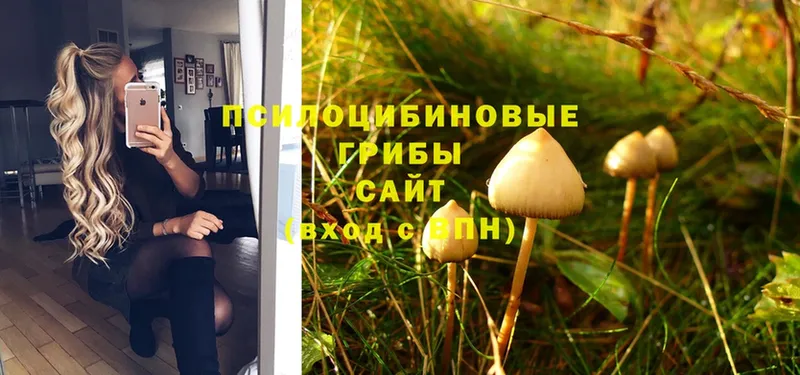 что такое   Курганинск  Псилоцибиновые грибы MAGIC MUSHROOMS 